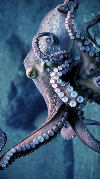 Octopus, Adorable Ocean Animal HD phone wallpaper