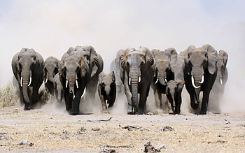 Elephant , African wildlife, Natural beauty, backgrounds HD wallpaper