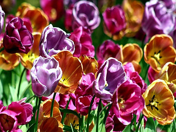 Flowers, colors, wall, colour HD wallpaper
