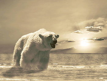 Animals, Winter, Ice, Snow, Ocean, Bear, Cold HD wallpaper