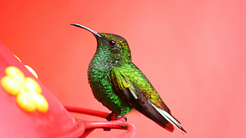 Coppery-headed emerald, Birds HD wallpaper