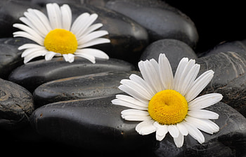 Plants, Flowers, Camomile HD wallpaper