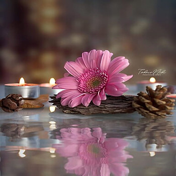 African daisy, Flowers, Reflection, Candles, Gerbera HD wallpaper