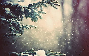 Plants, Landscape, Winter, Snow, Fir-Trees HD wallpaper