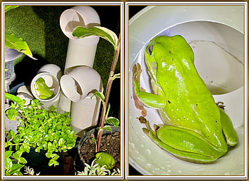 FROG HOTEL, NATURE, FROGS, , FRAMED HD wallpaper