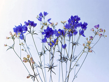 Flowers, Bouquet, Field, Sharpness, Wild Delphinius, Wild Dolphinius HD wallpaper