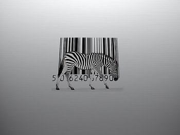 Zebracoade, zebra, coade HD wallpaper