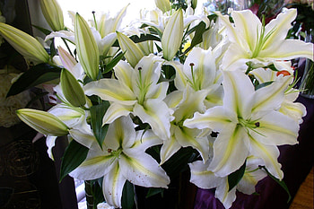 Flowers, Lilies, Bouquet, Buds, Snow White HD wallpaper