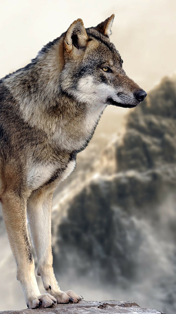 Gray wolf, Wolves HD phone wallpaper