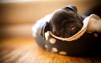 Found a Lace to Sleep, puppy, pink, black, baby, shoe, lace, nose HD wallpaper
