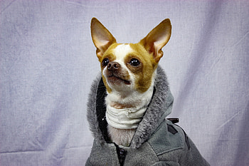 Curious, chihuahua, dog, animal HD wallpaper