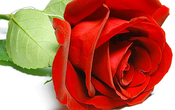 Plants, Flowers, Roses HD wallpaper