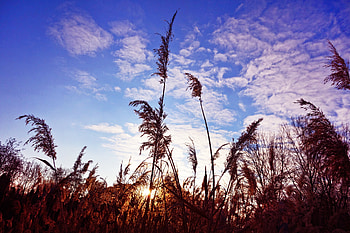 Nature, Grass, Clouds, Stems HD wallpaper