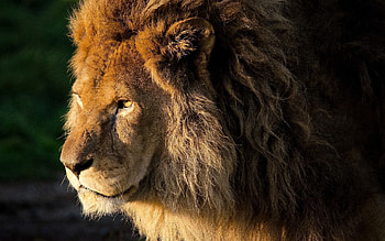 Animals, Beautiful, Lion, Mane, Head HD wallpaper