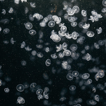 Animals, Jellyfish, Ocean, Underwater World, To Swim, Swim, Aquarium HD phone wallpaper