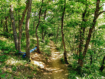 forest path, Beautiful, Trees, Nture, Path HD wallpaper