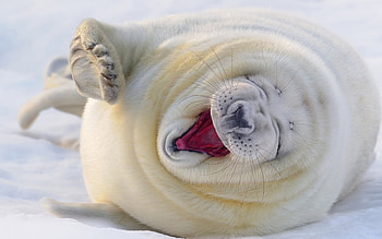 Seal , Animal , Oceanic beauty, Aquatic creature HD wallpaper