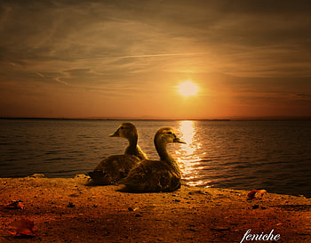 Lake Sunset, ducks, coast, lake, sunset HD wallpaper