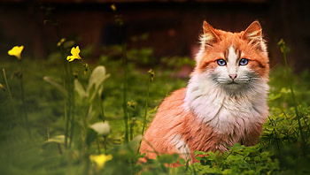 Cat, pisica, animal, summer, flower, green, orange, ginger HD wallpaper