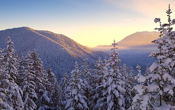 Winter forest, winter, nature, frozen, snow HD wallpaper