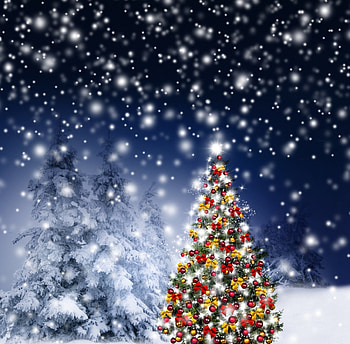 Christmas tree at night, night, snow, christmas, tree HD wallpaper