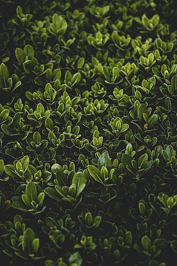 Grass, Leaves, Bush, Macro, Focus HD phone wallpaper