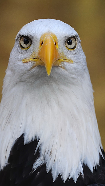 Eagle, Claw, Bird HD phone wallpaper