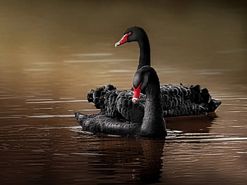 SWANS, Water, Wings, Waves, Feathers HD wallpaper