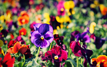 Flowers, Pansies, Bright, Close-Up, Colorful, Different HD wallpaper