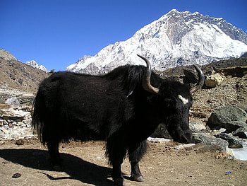 Yak studies, Research inspiration, Animal graphy, Cute yak moments HD wallpaper