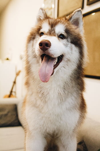 Close-up of a happy Siberian Husky with tongue out, sitting on a couch indoors. HD phone wallpaper