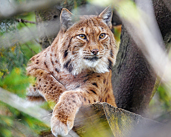Animals, Iris, Predator, Big Cat, Sight, Opinion, Animal HD wallpaper