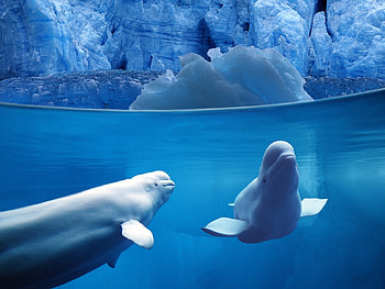 Animals, Winter, Water, Dolfins, Sea, Snow HD wallpaper