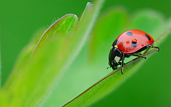 Insects, Ladybugs HD wallpaper