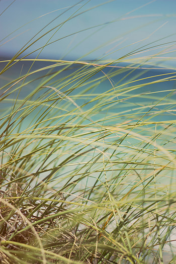 Grass, Macro, Coastal Grass, Dune Grass, Duned Grass HD phone wallpaper
