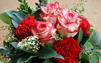 Flowers, Plants, Roses, Bouquets HD wallpaper
