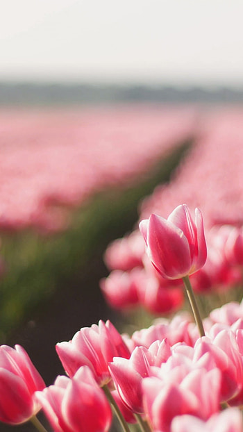 May Background, Pink Flowers Garden HD phone wallpaper