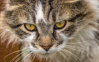 Cat, pisica, animal, skin, yellow, eyes, face HD wallpaper