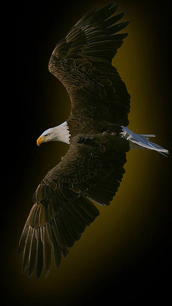 Animal and USA themed, Exquisite eagle, My site HD phone wallpaper
