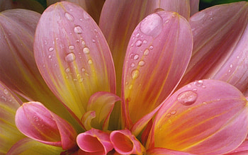Pink, Drops, Flower, Macro, Wet, Tender, Humid HD wallpaper
