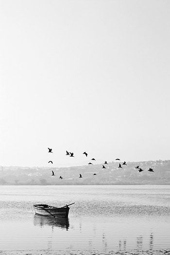 Nature, Birds, Lake, Boat, Flock HD phone wallpaper