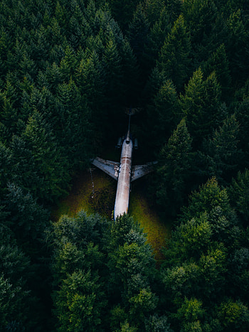 Trees, Fir-Trees, View From Above, Miscellanea, Miscellaneous, Forest, Plane, Airplane HD phone wallpaper