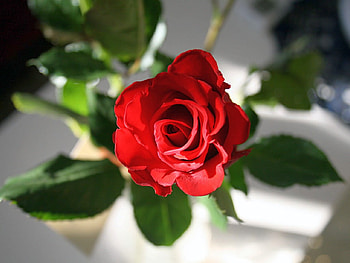 Red Rose, rose, beautiful, , red HD wallpaper