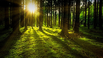 Landscape, sunbeams, tree, forest, nature HD wallpaper