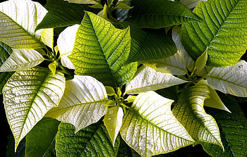 Flowers, Leaves, Drops, Flower, Freshness, Poinsettia HD wallpaper