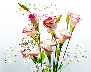 Vase flowers, pink-white, fresh HD wallpaper
