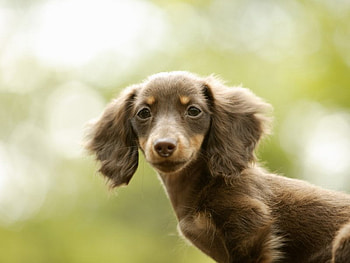 Dachshund Puppy, animal, dog, puppy, pup, dachshund HD wallpaper
