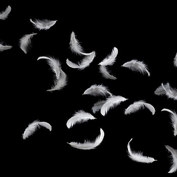 Feather in space, Zero gravity experiment, Intriguing scientific phenomenon, Physics demonstration HD phone wallpaper