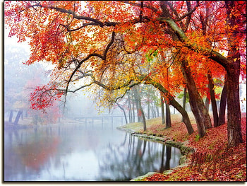Autumn by the edge, river, gold, orange, tree, mist, leaves, red, branches, water HD wallpaper