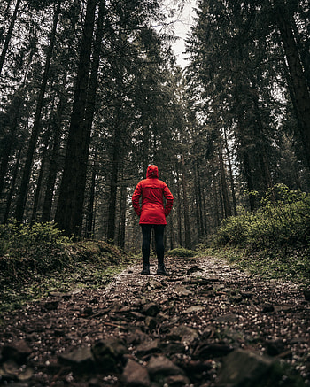 Trees, Miscellanea, Miscellaneous, Forest, Path, Human, Person, Loneliness HD phone wallpaper